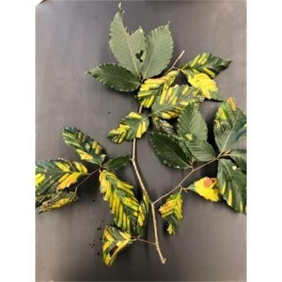 COMM_Beech_leaf_disease.jpg