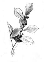 The Outside Story: Tenacious invasive buckthorn
