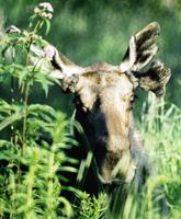 Steve Costello's Wildlife: Bittersweet images