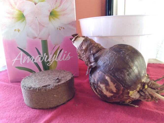 MAG_UVMExt_Amaryllis kit.jpg