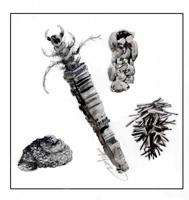 The Outside Story: Winter stream creatures